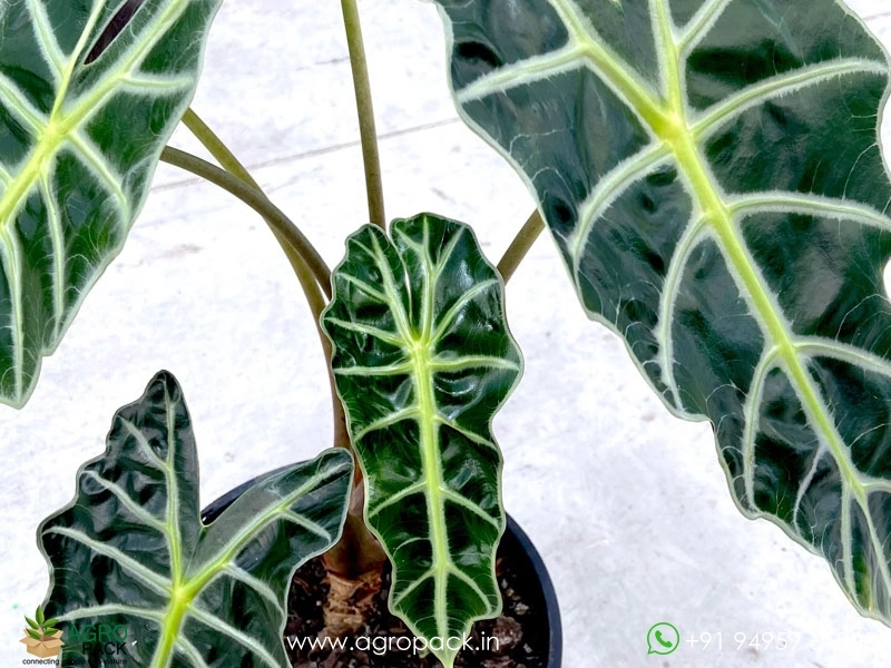 Alocasia-Amazonica3