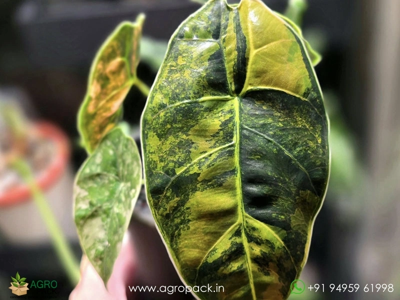 Alocasia-Azlanii-Variegated1
