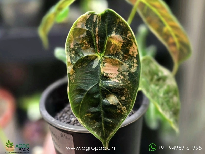 Alocasia-Azlanii-Variegated2