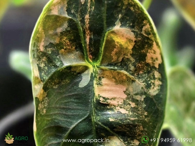 Alocasia-Azlanii-Variegated3