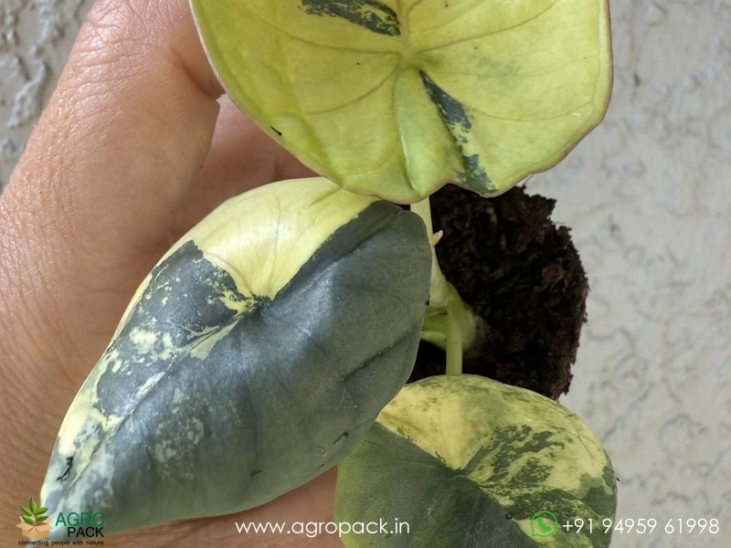 Alocasia-Azlanii-Variegated4