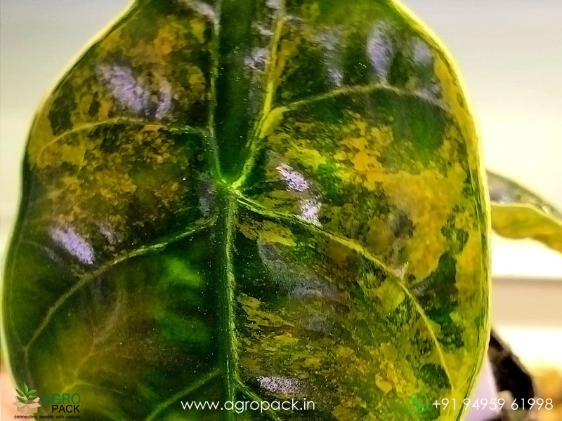 Alocasia-Azlanii-Variegated5
