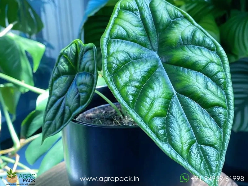 Alocasia-Baginda-Dragon-Scale1