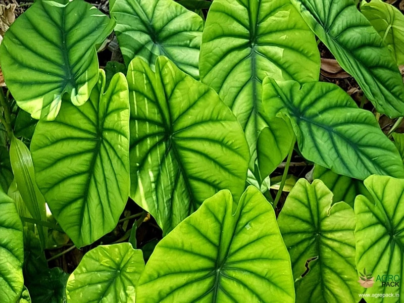 Alocasia-Baginda-Green-Shield2
