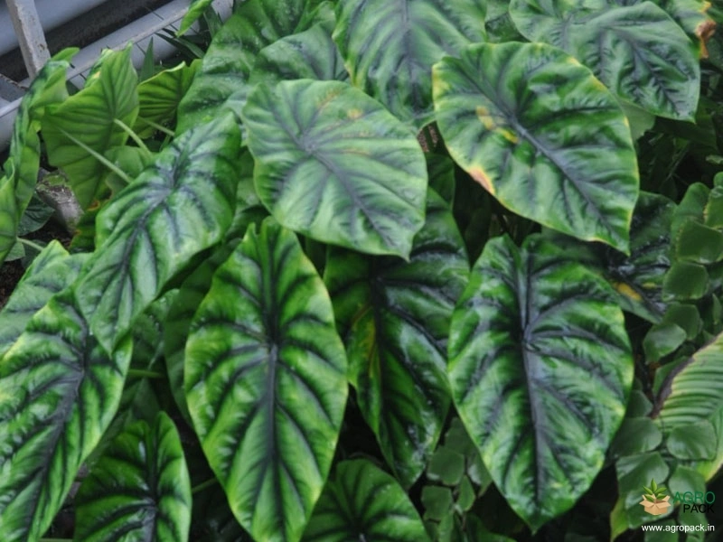 Alocasia-Baginda-Green-Shield3