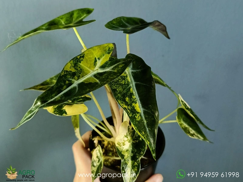 Alocasia Bambino Aurea Variegated Plant For Sale In India | Online