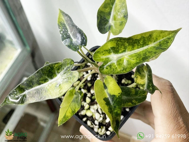 Alocasia-Bambino-Aurea-Variegated2