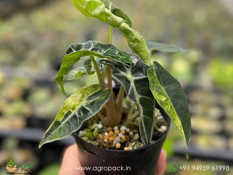 Alocasia-Bambino-Aurea-Variegated4