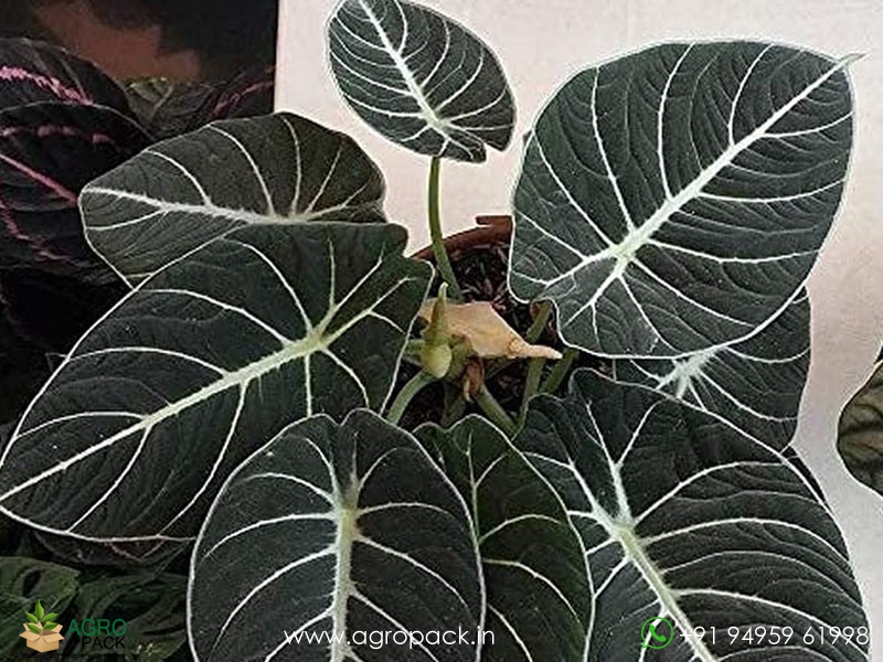 Alocasia-Black-Velvet1