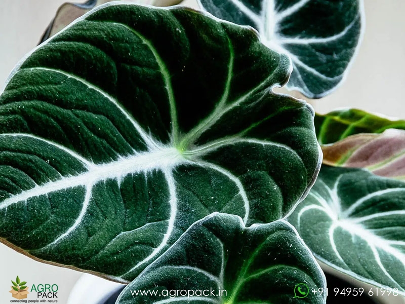 Alocasia-Black-Velvet2