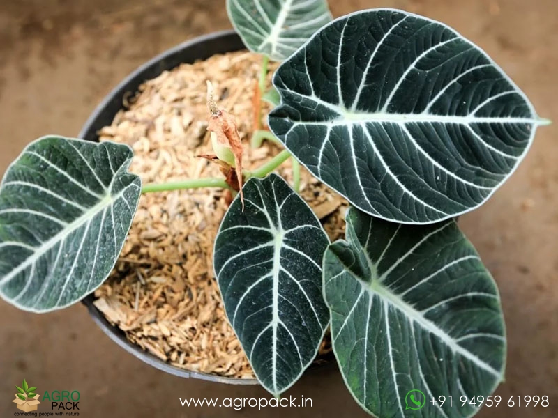 Alocasia-Black-Velvet3