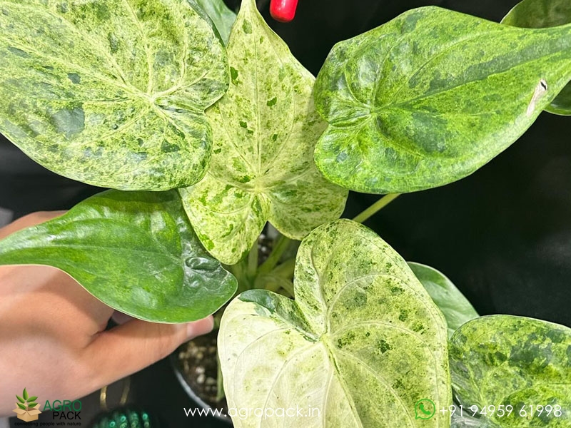 Alocasia-Cucullata-Mint1