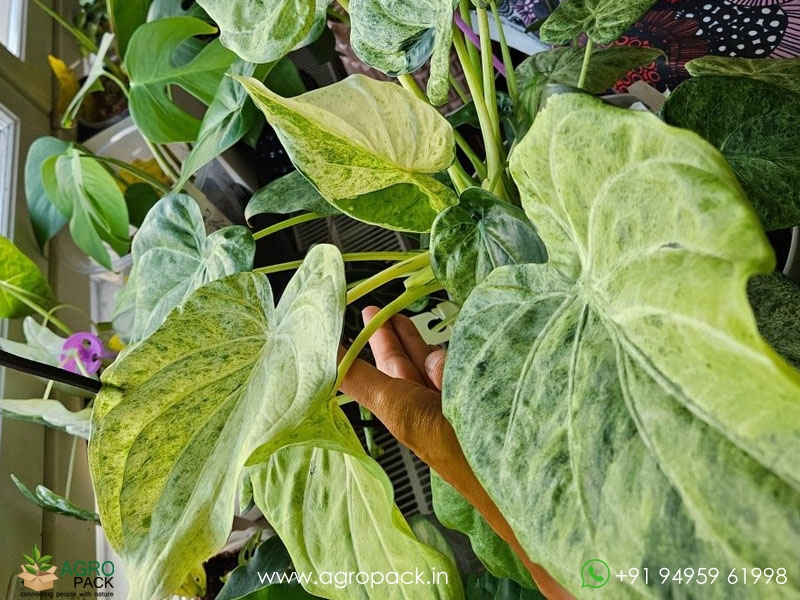 Alocasia-Cucullata-Mint2