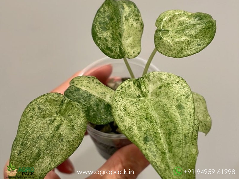 Alocasia-Cucullata-Mint3