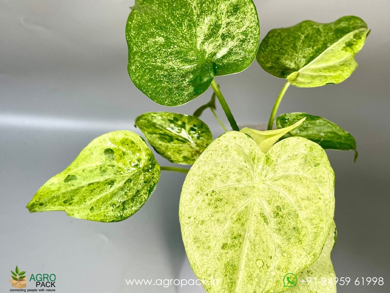 Alocasia-Cucullata-Mint4