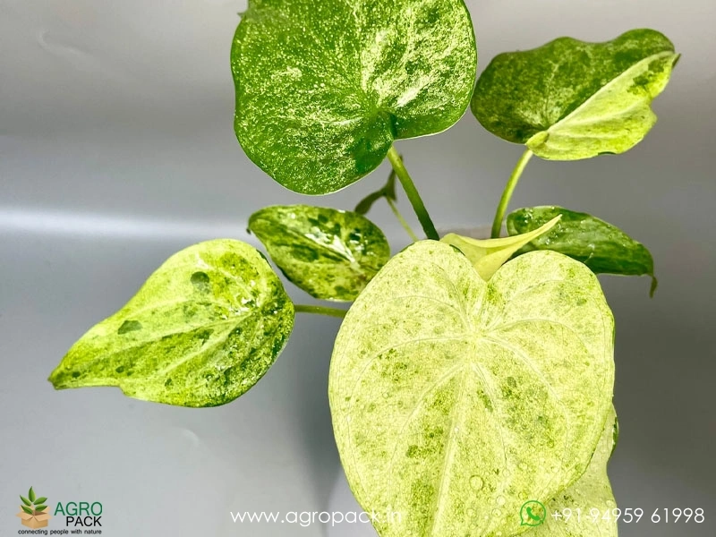 Alocasia-Cucullata-Mint4