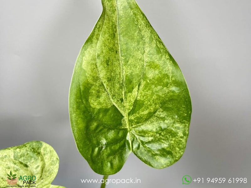 Alocasia-Cucullata-Mint5
