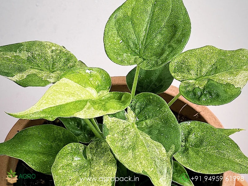 Alocasia-Cucullata-Mint6