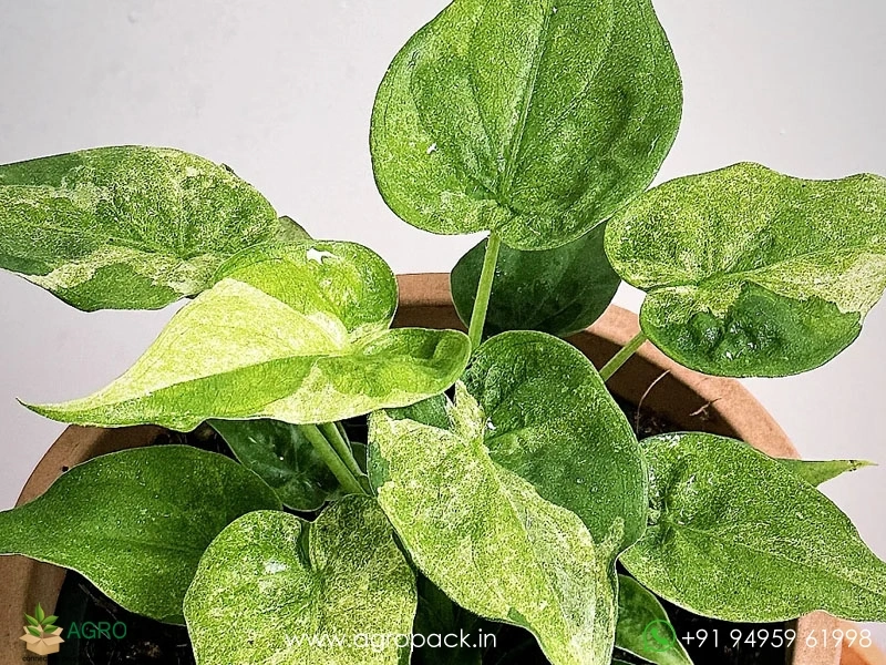 Alocasia-Cucullata-Mint6