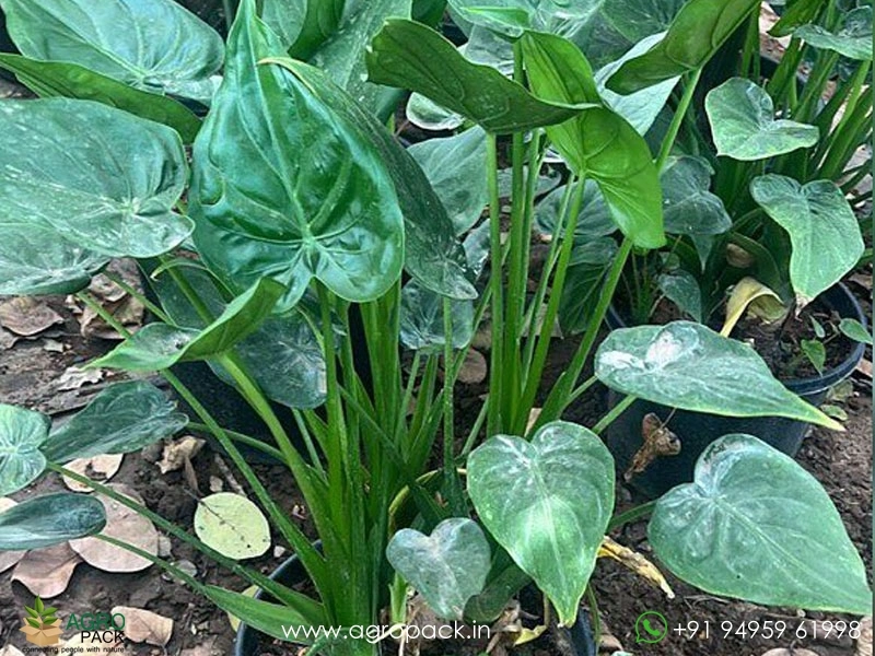 Alocasia-Cucullata1