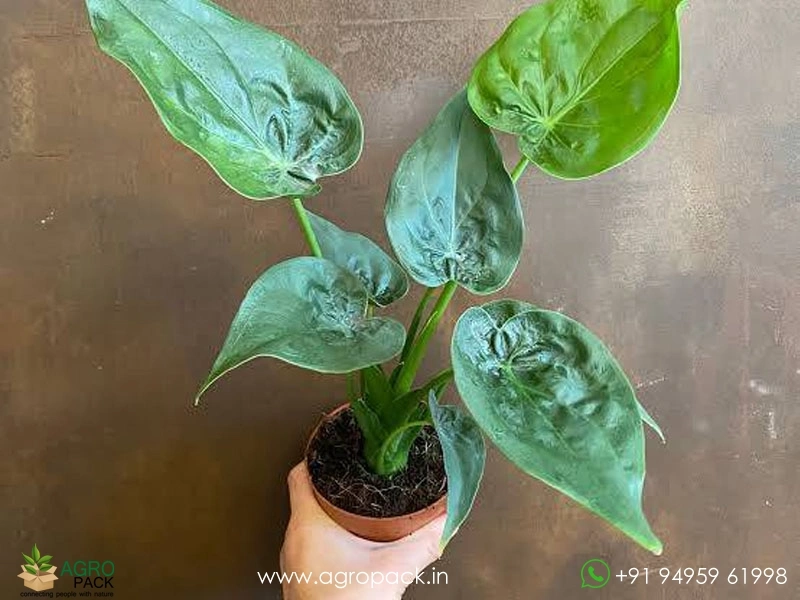 Alocasia-Cucullata2