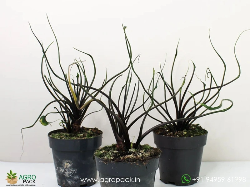 Alocasia-Flying-Squid1