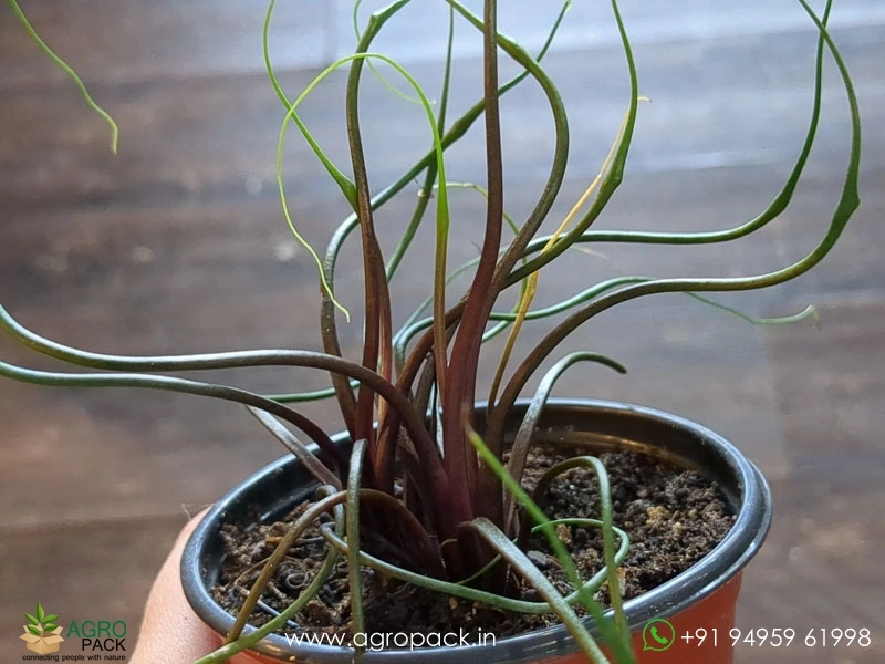 Alocasia-Flying-Squid3