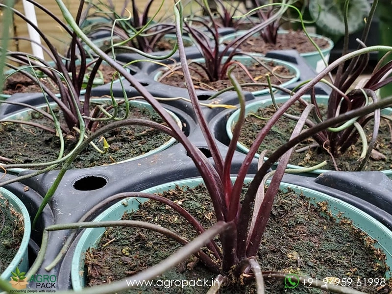 Alocasia-Flying-Squid4