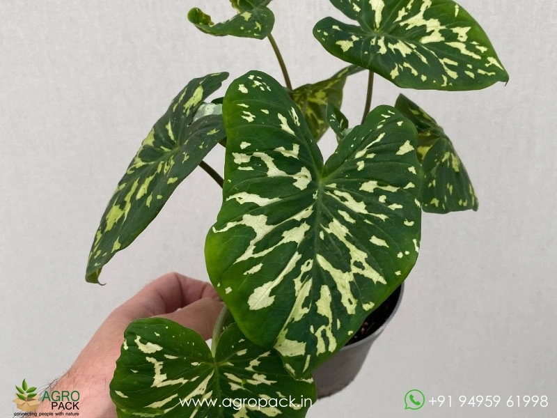 Alocasia-Hilo-Beauty2