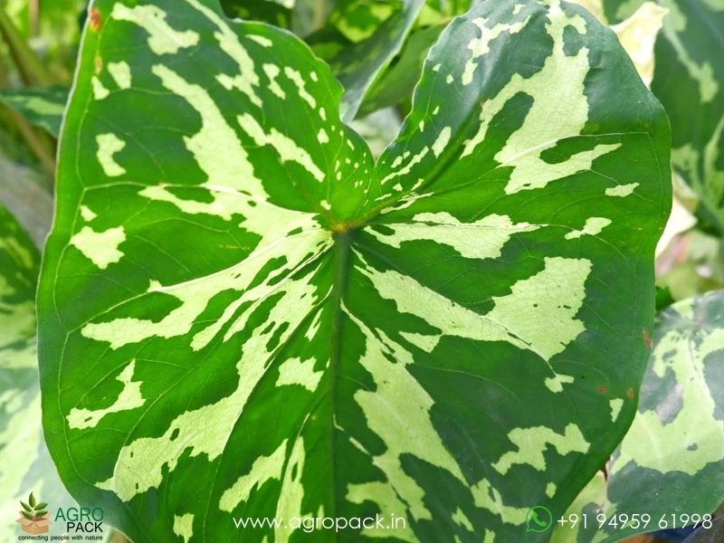 Alocasia-Hilo-Beauty3