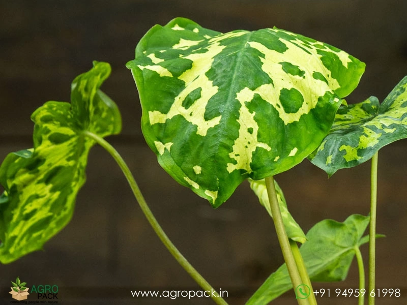 Alocasia-Hilo-Beauty5