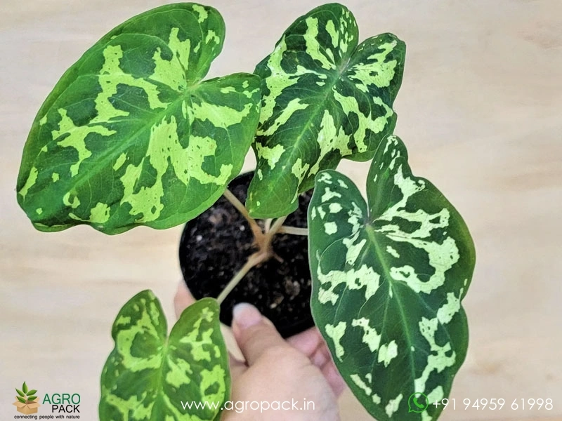 Alocasia-Hilo-Beauty6