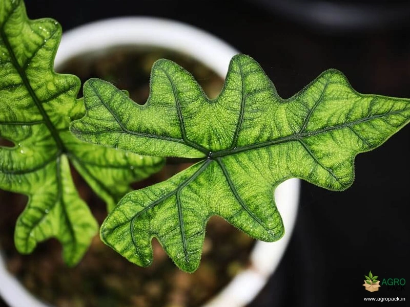 Alocasia-Jacklyn2