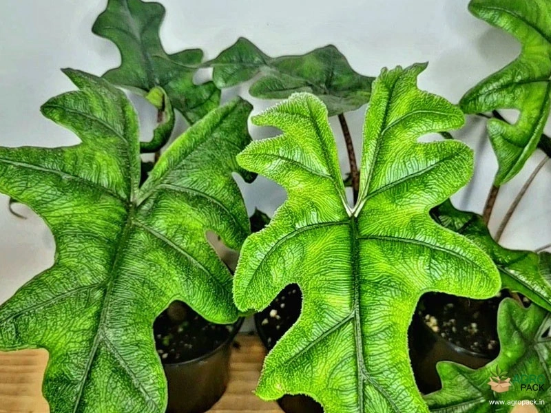 Alocasia-Jacklyn4