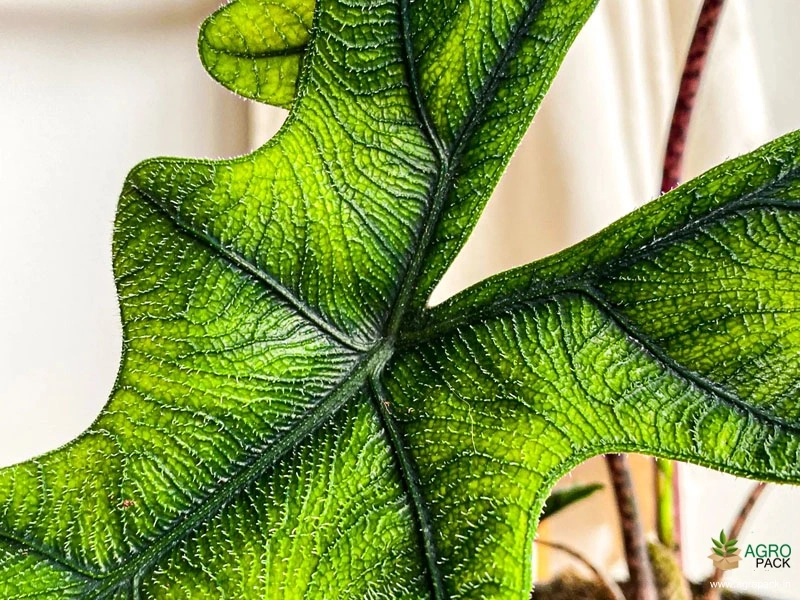 Alocasia-Jacklyn5