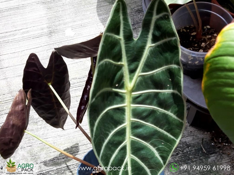 Alocasia-Longiloba-Lowii1