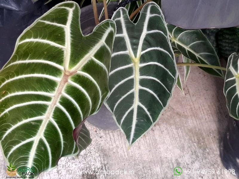 Alocasia-Longiloba-Lowii2