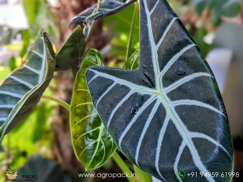 Alocasia-Longiloba-Lowii3