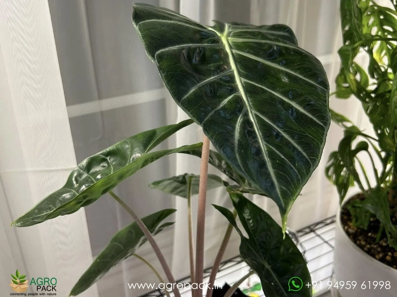 Alocasia-Lowii-Pink-Princess3
