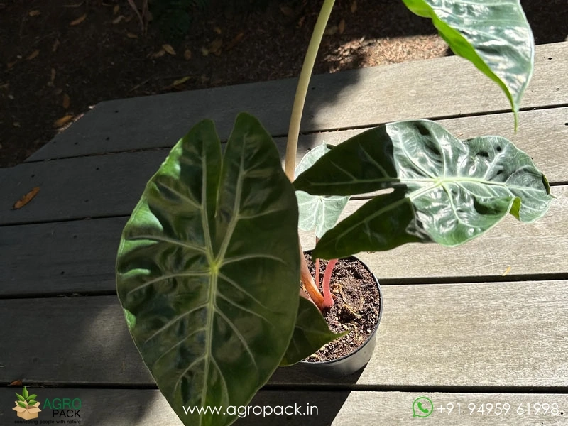Alocasia-Lowii-Pink-Princess4
