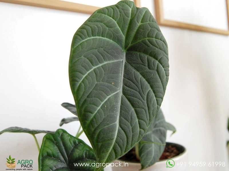 Alocasia-Maharani-Grey-Dragon1