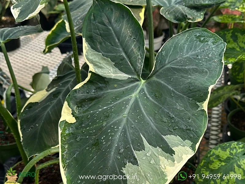 Alocasia-Mickey-Mouse2