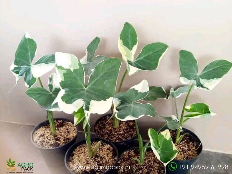 Alocasia-Mickey-Mouse3