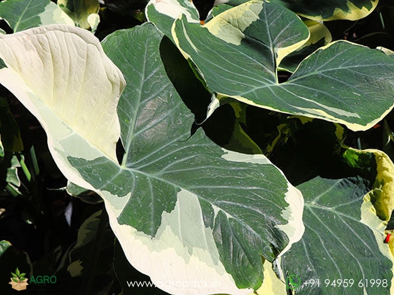 Alocasia-Mickey-Mouse4