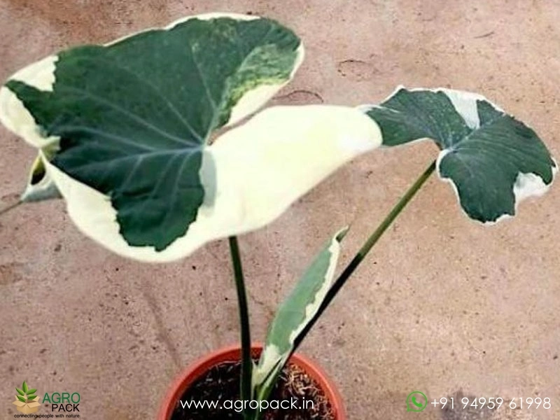 Alocasia-Mickey-Mouse5