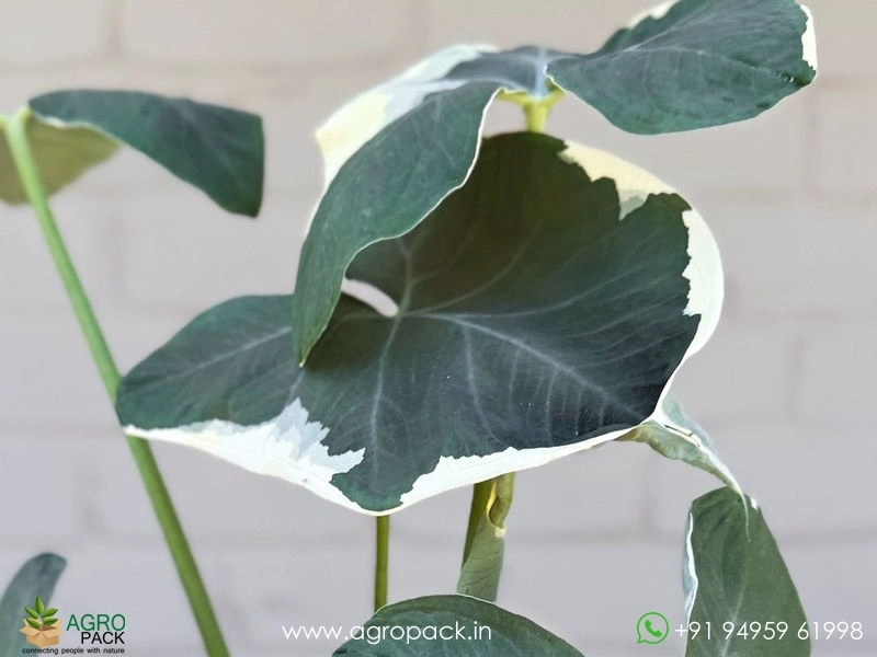 Alocasia-Mickey-Mouse6