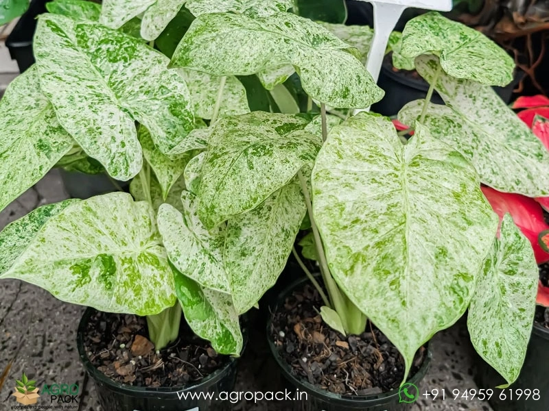 Alocasia-Odora-Batik-Variegata1