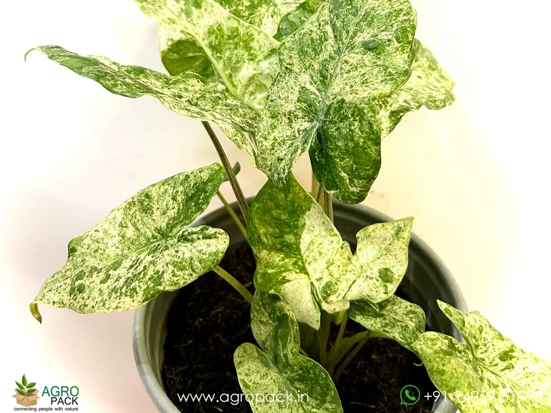 Alocasia-Odora-Batik-Variegata2