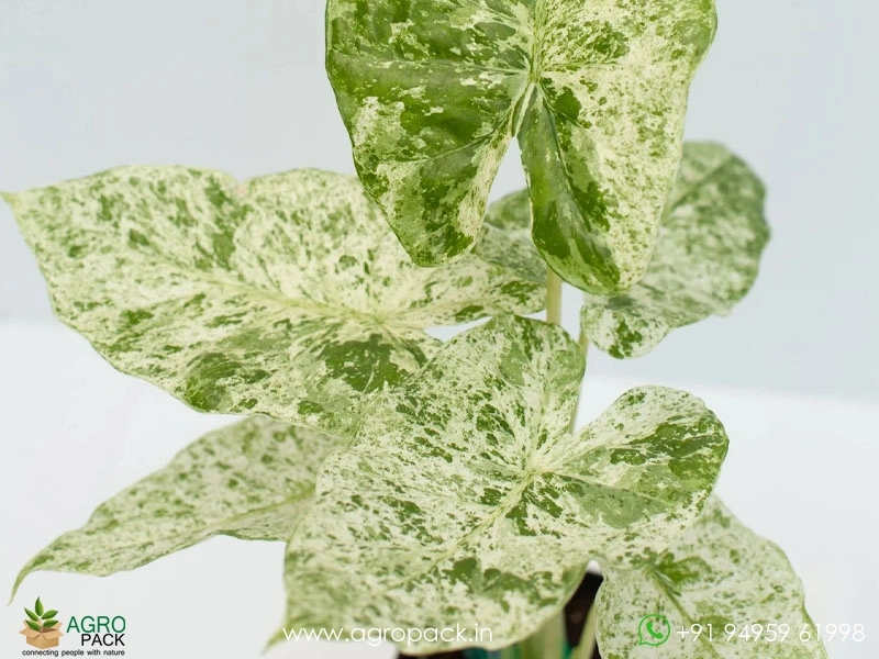 Alocasia-Odora-Batik-Variegata5