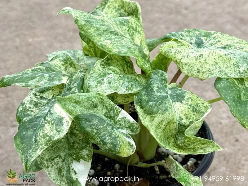 Alocasia-Odora-Batik-Variegata6